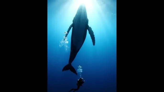 se9494se - 深蓝星球：探索海洋深处的未知世界
